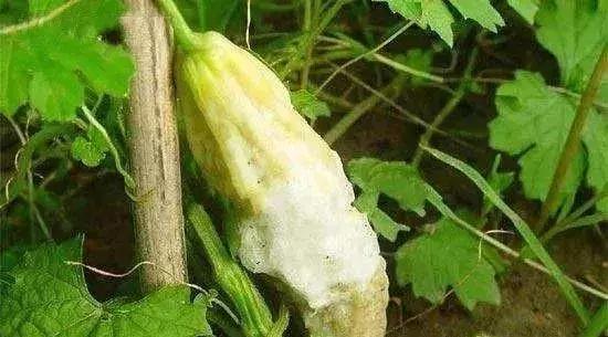 青霉灰霉杀菌剂,青霉绿霉跟灰霉有什么区别