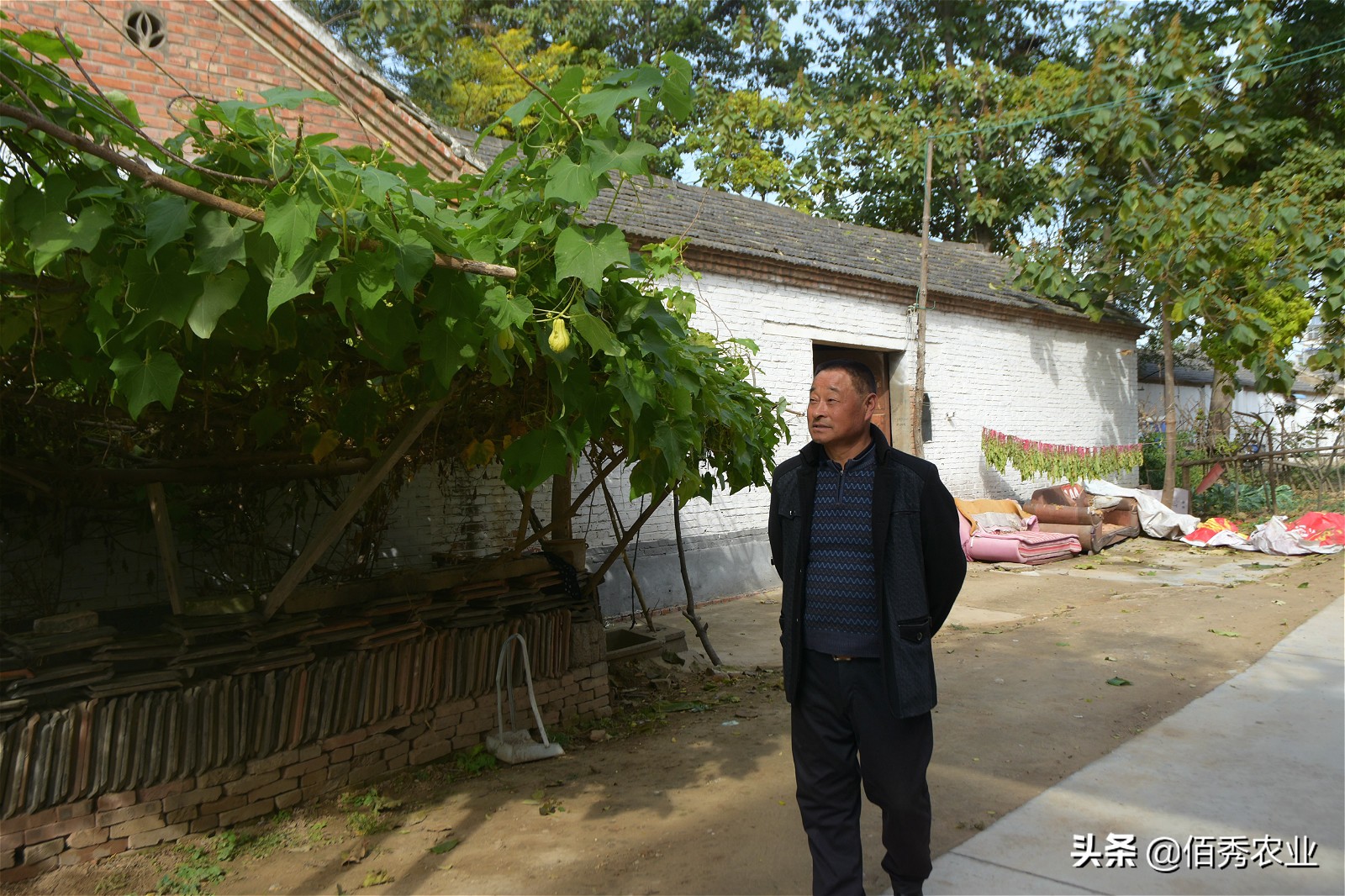 含有锌的食物和水果蔬菜,含有锌的蔬菜有哪些