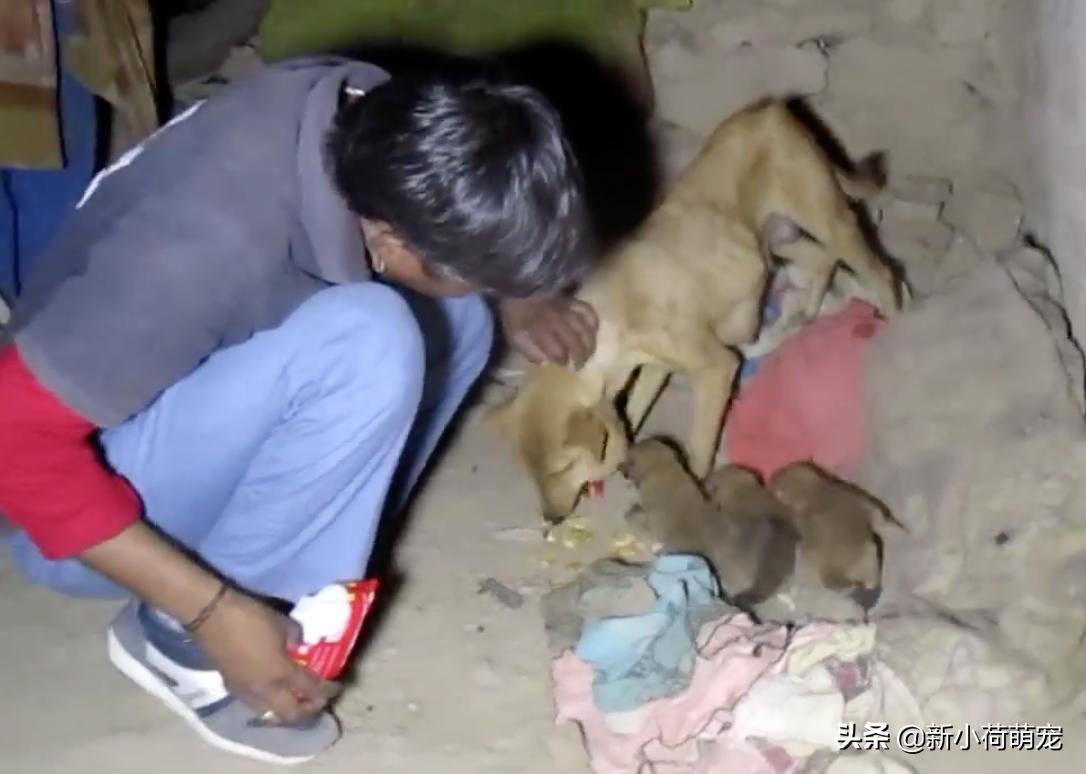 狗脖子上的脓包,狗妈妈浑身哆嗦