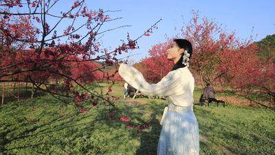 好嗨“游”（11）|这一片早樱还不去赏，错过又得等一年