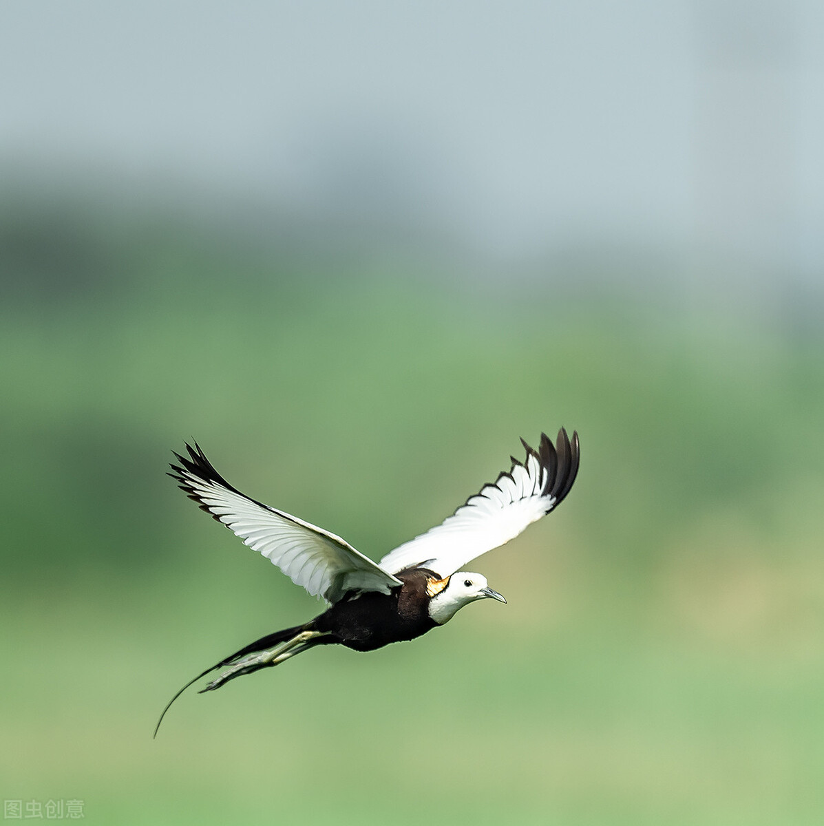 刘若英凤凰男电视剧,刘若英演的凤凰男