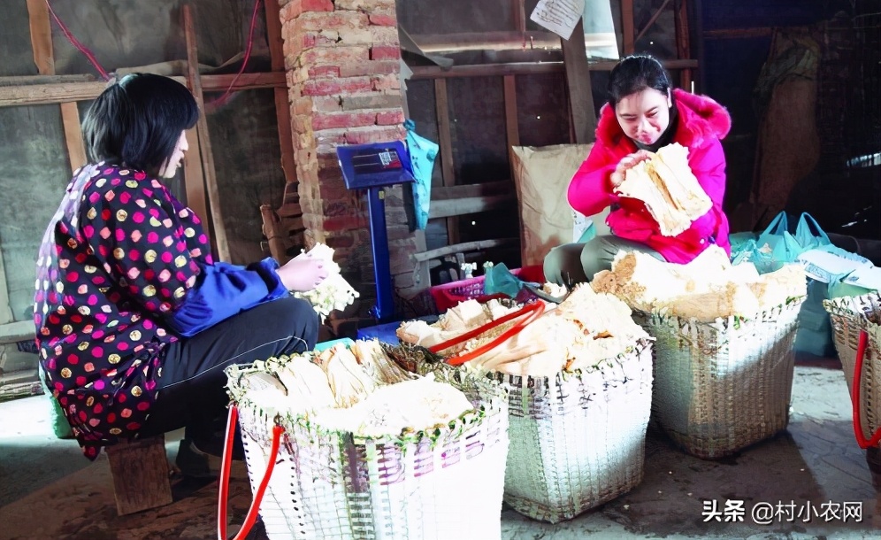 2020年农村创业有什么好项目种植,2021年农村创业投资