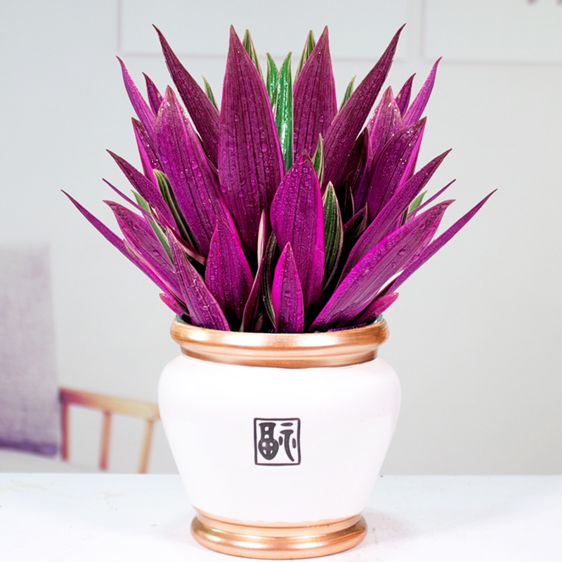 人养花一时养人一生,人养花同时花也养人