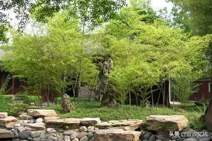 国内赏竹,中国人赏竹