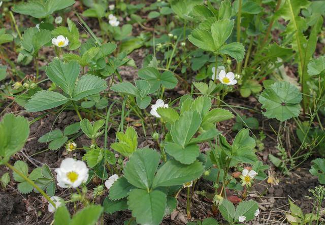 为什么草莓一晒太阳叶子就会干枯,草莓的叶子变黄变干是缺水吗