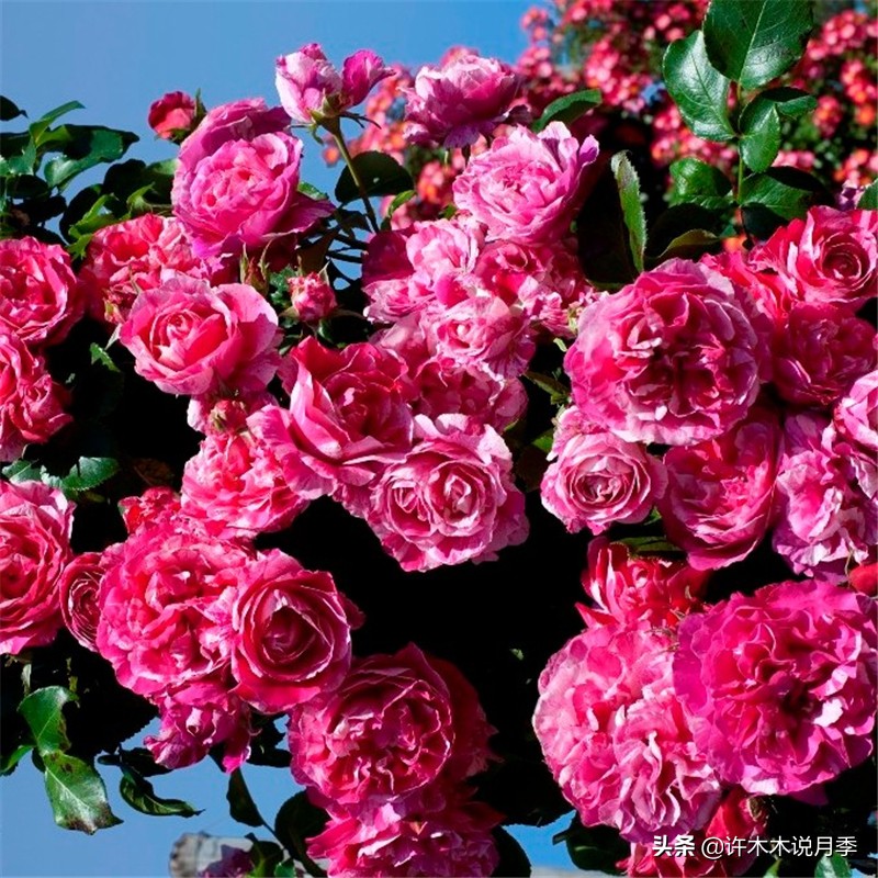 月季有盲枝是什么原因,春天月季全部都是盲芽是什么原因