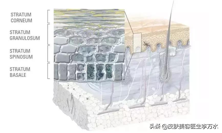 大油皮的坏处是什么,大油皮为啥还起皮