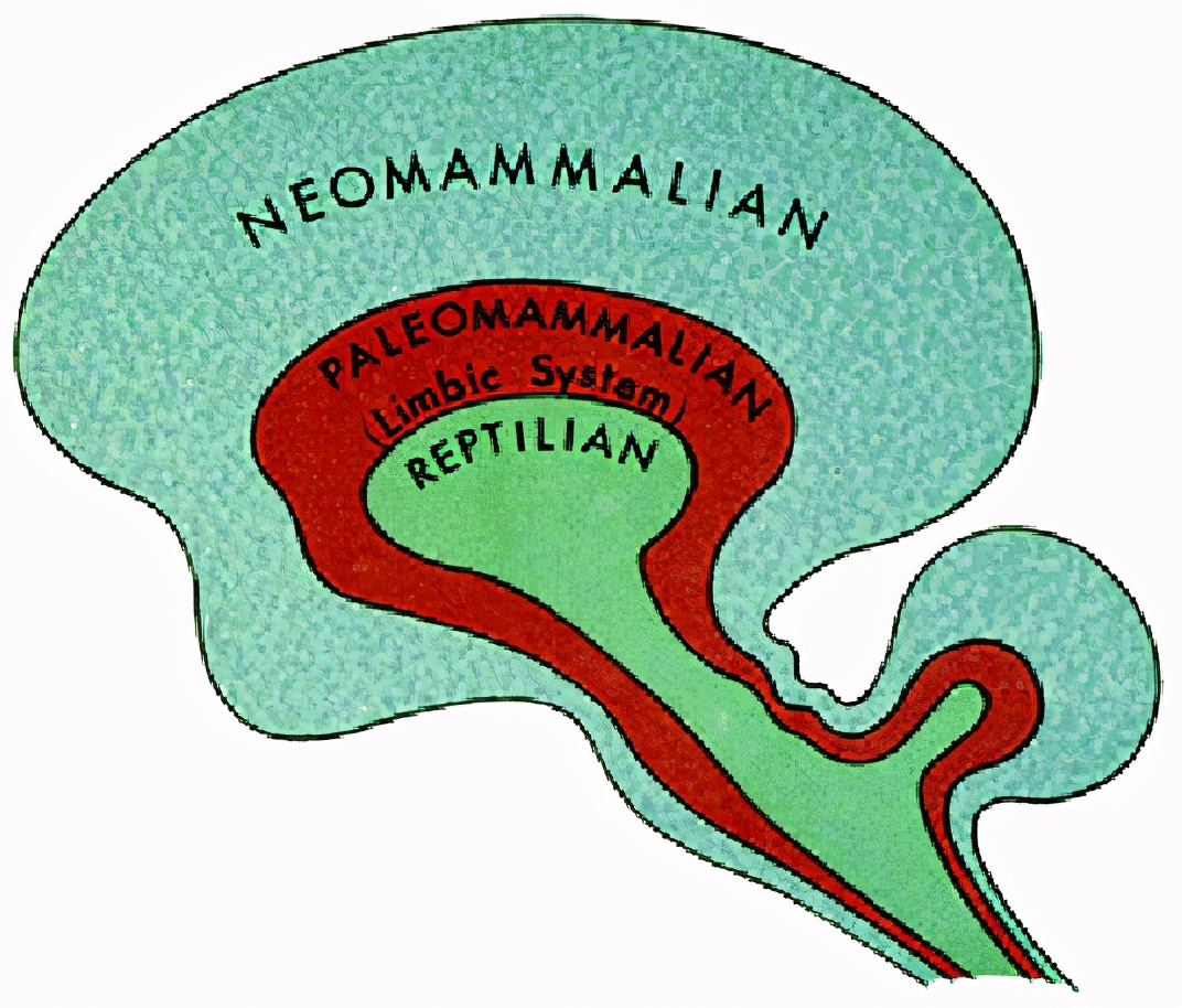 牛的性格和特点是什么,牛脾气的性格特征和脾气