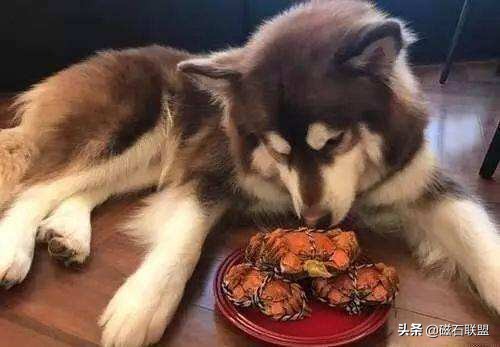 80-90天金毛吃饭拉肚子怎么回事,金毛吃太多闹肚子