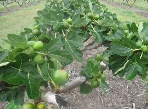 无花果种植棚,建一个无花果冷棚需要多少钱
