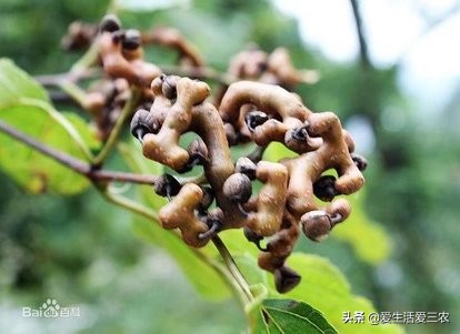 农村各个季节的野果,秋季有什么野菜野果