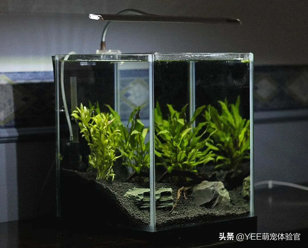 草缸里有蚂蝗如何处理,养鱼蚂蟥