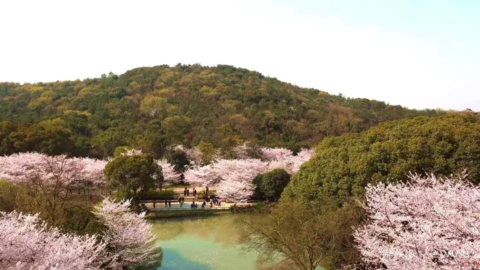 染井吉野樱花江浙沪,染井吉野樱花期10天