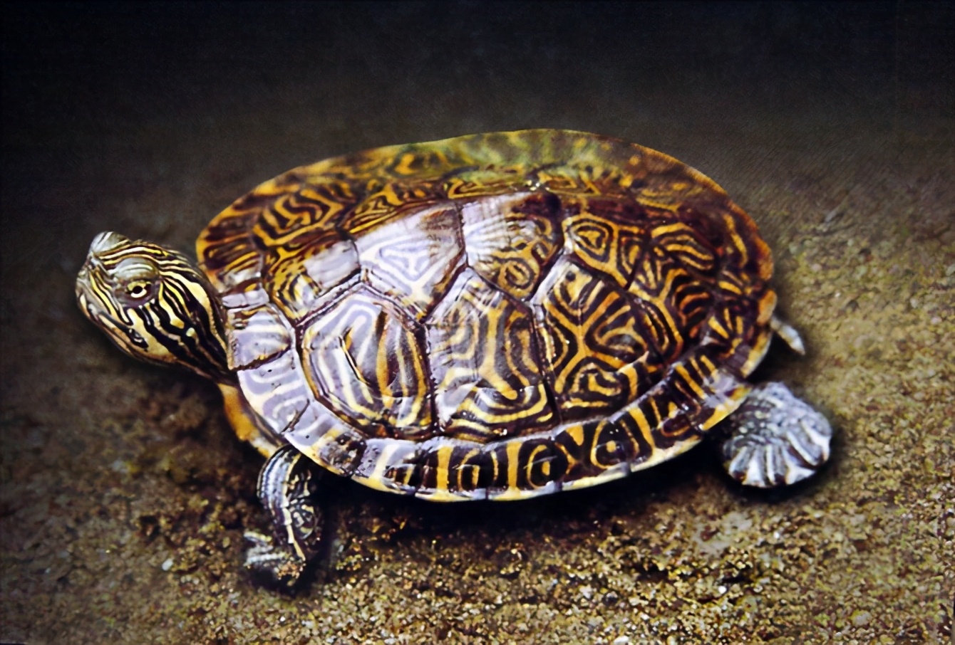 龟类纪录片,龟类图片