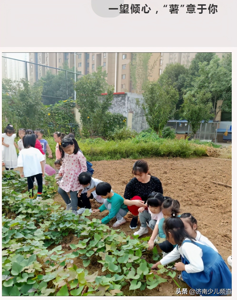 幼儿园红薯生成课活动方案,幼儿园科学教案红薯的成长过程