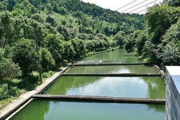 草鱼养殖盈利的最佳模式,草鱼亩产利润分析