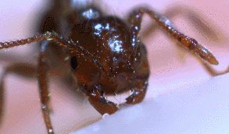 小蚂蚁大战红火蚁,红火蚁席卷12个省份