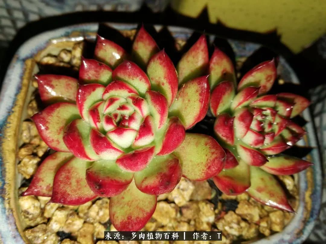 多肉还可以这样玩(上):八年养肉路剪影!