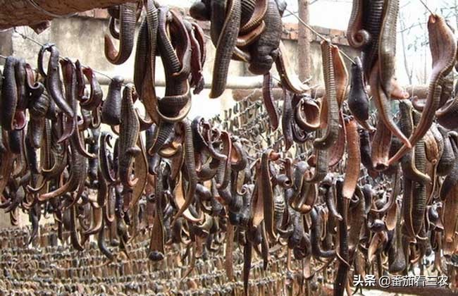 莲藕龙虾混养技术视频,藕蛭共养