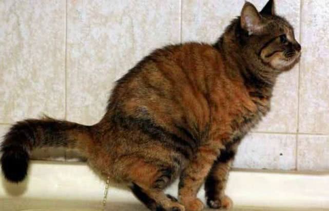 一向爱干净的猫突然不讲究了!随地大小便!了解这些就能立马解决