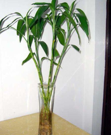 四种植物,家里养什么盆栽好去甲醛净化空气