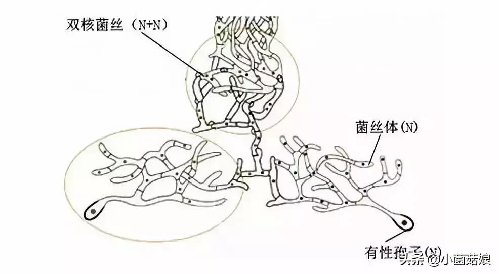 野生蘑菇是怎么长出来的,野生蘑菇是怎么样长出来的