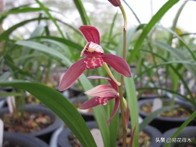 兰花原种老苗是什么,兰花组培和原种有什么区别