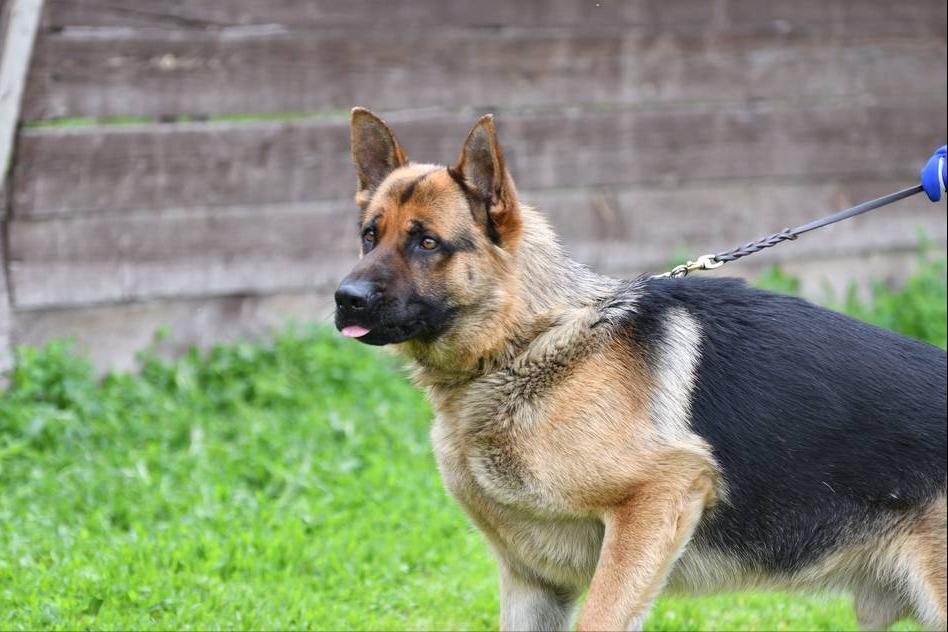 德牧拉稀有什么特效药,德牧拉稀怎么办