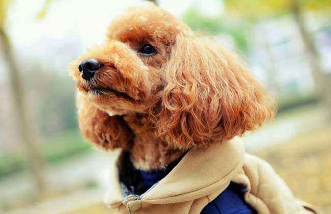 泰迪的这些坏习惯，你还在纵容吗，你后悔了没有