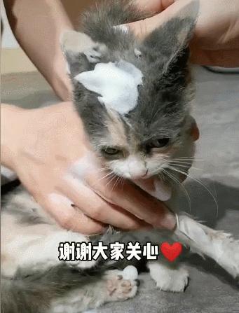 “我半夜不小心摸了猫的肛门腺，被臭到当场裂开！”