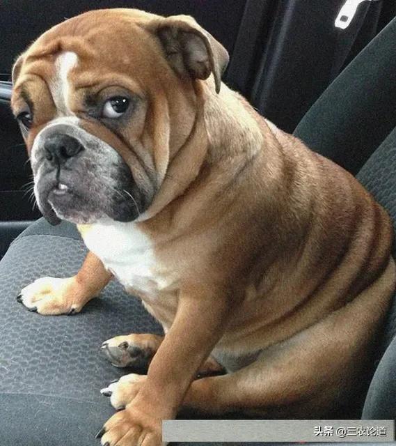 中医治疗狗狗拉稀腹泻,狗拉稀带血怎么治疗最快最有效