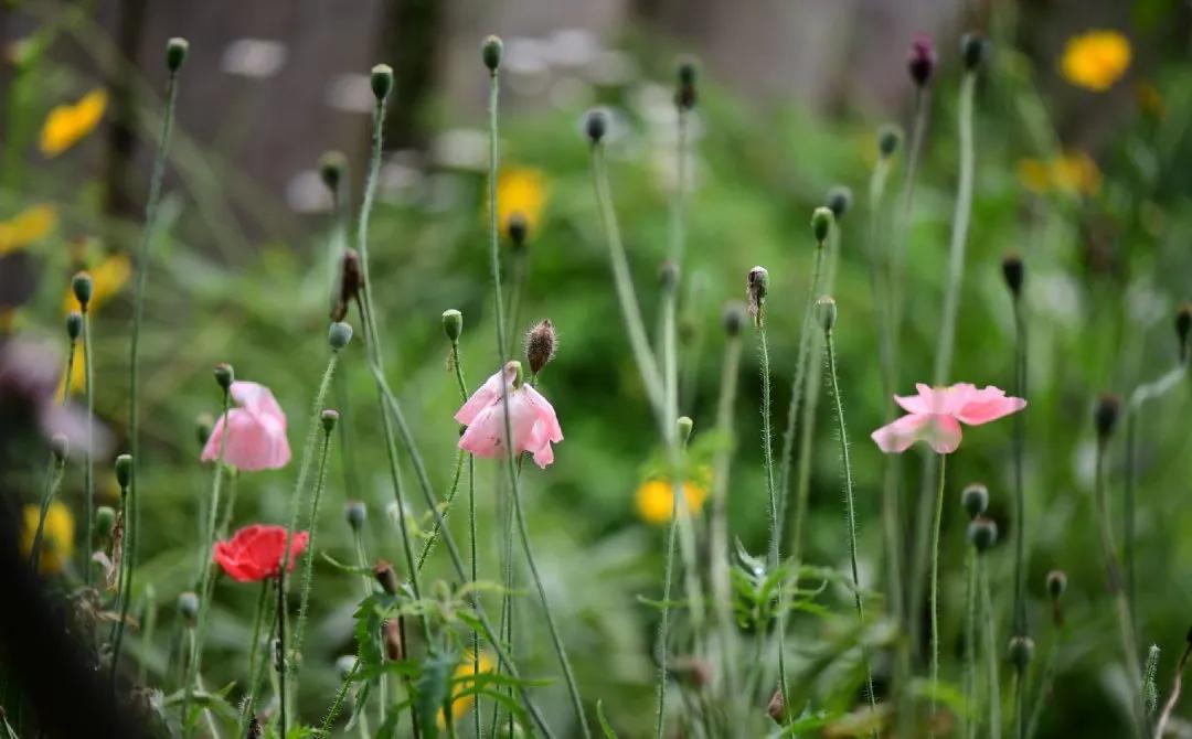 李辛的养生知识,李辛养生