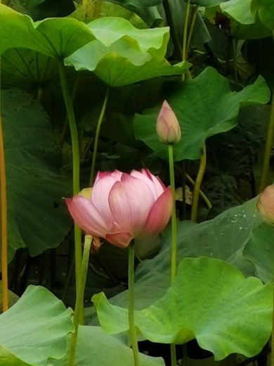 洛阳栾川天河大峡谷景区,洛阳栾川红山大峡谷