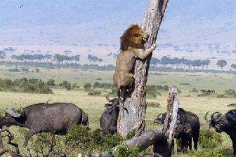 平头哥蜜獾复仇,蜜獾平头哥复仇