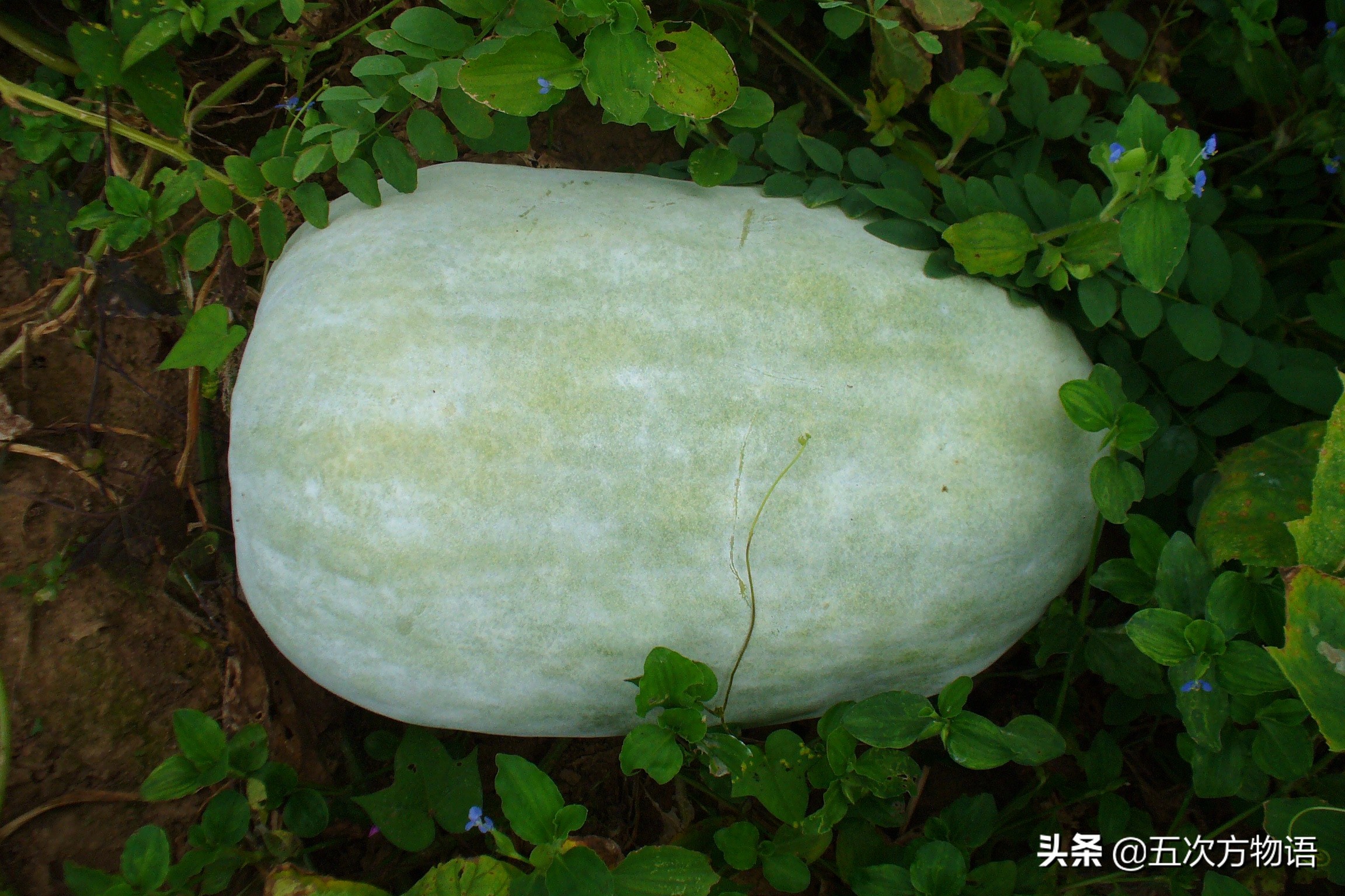 葫芦科蔬菜特点图,葫芦类蔬菜有哪些