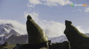 炸裂9.9,BBC再出神片,美得让人脸红