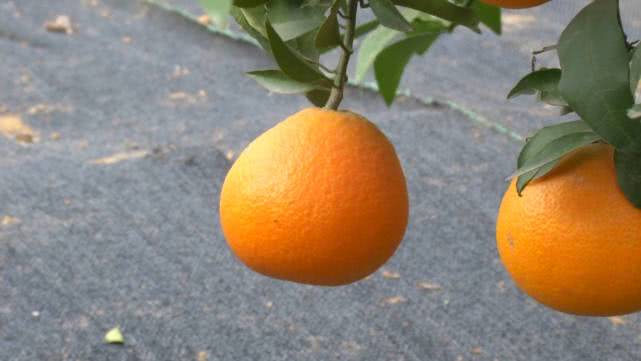 是橘是柚傻傻分不清？一个果子重1斤，1斤卖到30块！棚里种价格再翻一番