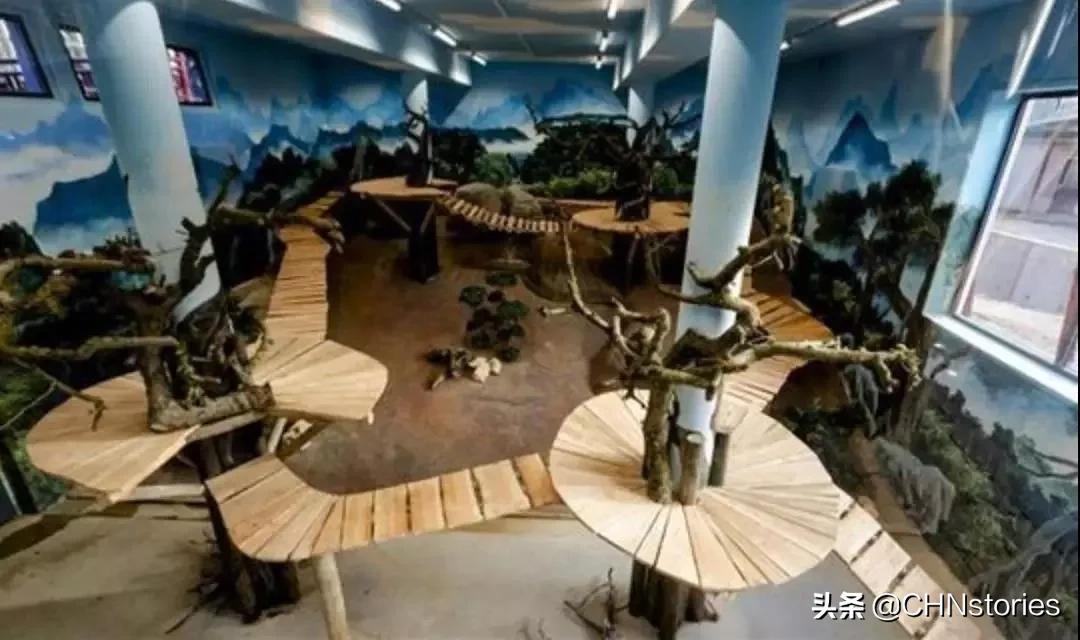 熊猫贝贝回国后的生活,和平大使熊猫