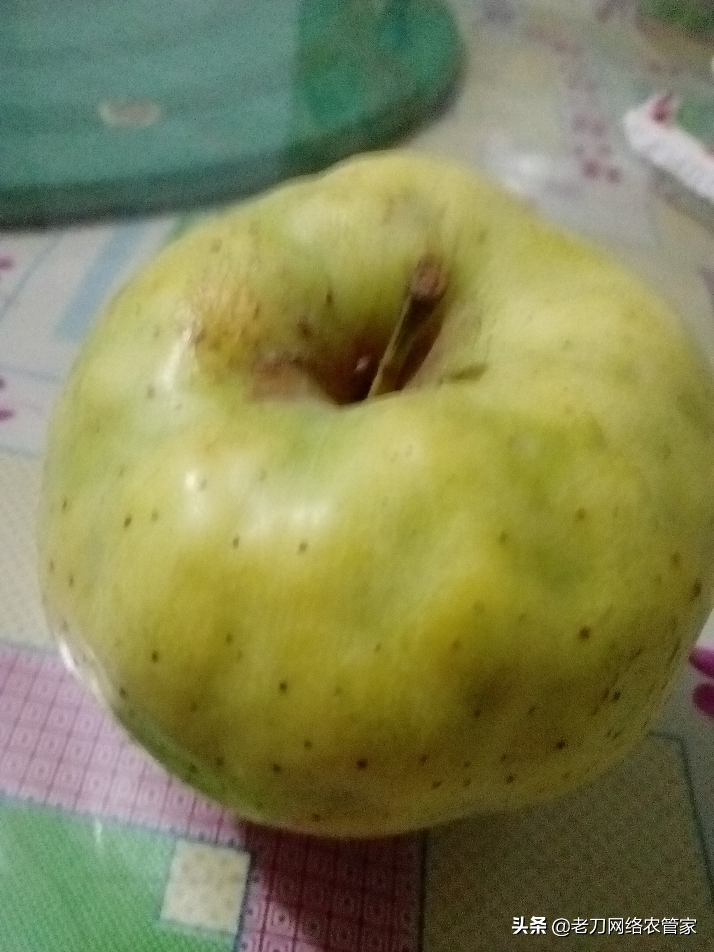 苹果缩果病怎么治疗最好,大枣缩果病如何防治