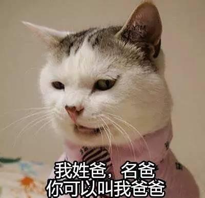 给猫咪取好听的名字该取哪些呢,给猫咪取名要取什么样的名字呢