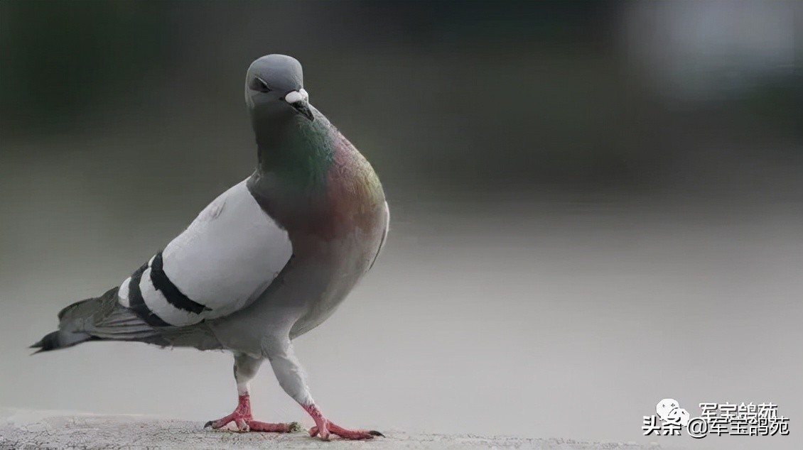 鸽子体外寄生虫怎么治疗,鸽子体内有寄生虫用什么药