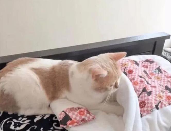 猫咪受凉感冒了怎么给它保暖,天凉了猫咪也怕冷了