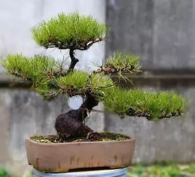 黑松盆景怎么养护和管理 (夏天如何给黑松叶片补水)