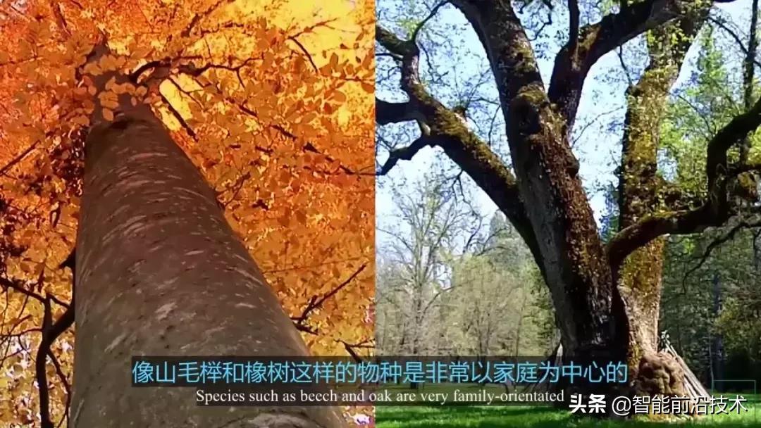 神奇“树联网”，地球本身是一个巨大的超生物体