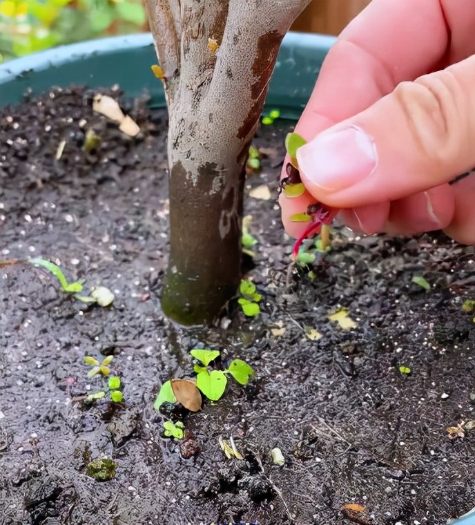 花盆里长野草怎么处理,花盆长杂草怎么利用