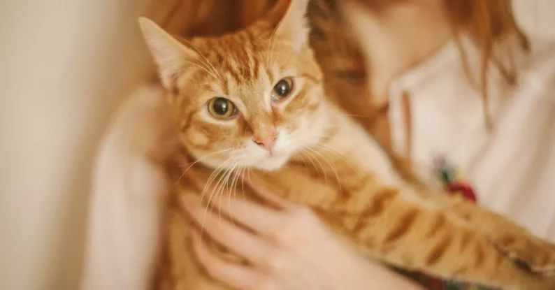 小猫打针后死了,小猫打了狂犬疫苗还会得病吗