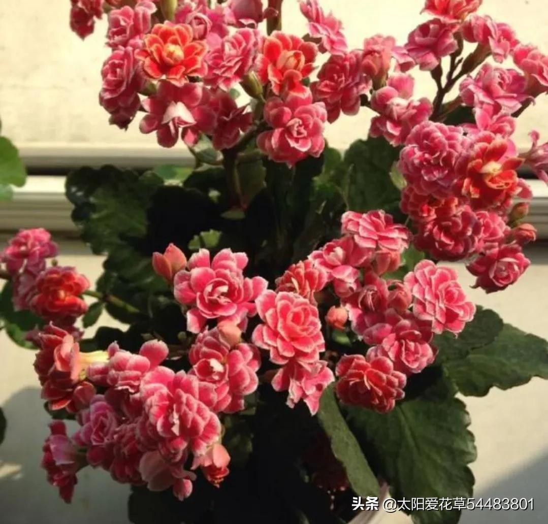 情人节20种礼物推荐,情人节520送什么颜色的花好