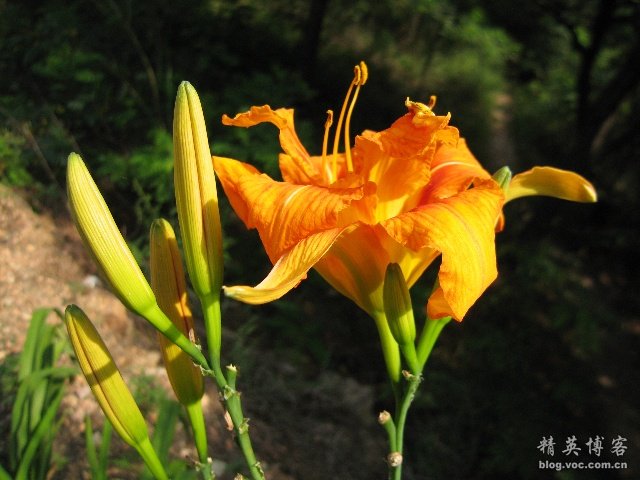 百合花浪漫吗,百合花的认识