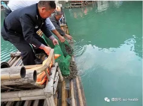 河蟹养殖青苔药杀藻类几天见效,八月河蟹池塘长青苔用什么办法