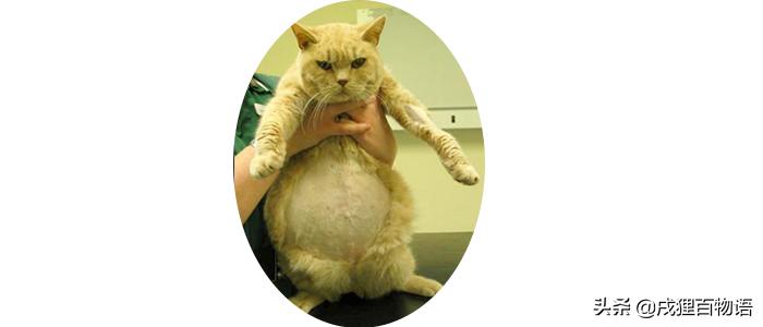 令人闻风丧胆的鼠疫,让猫咪致命的常见物